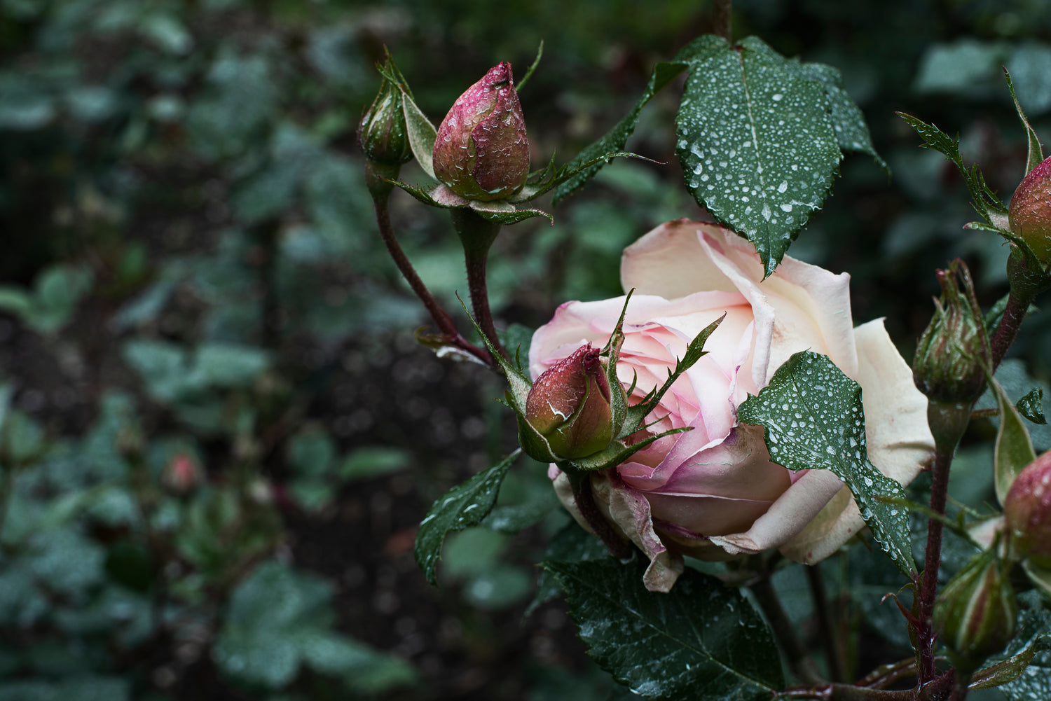 Rose skincare