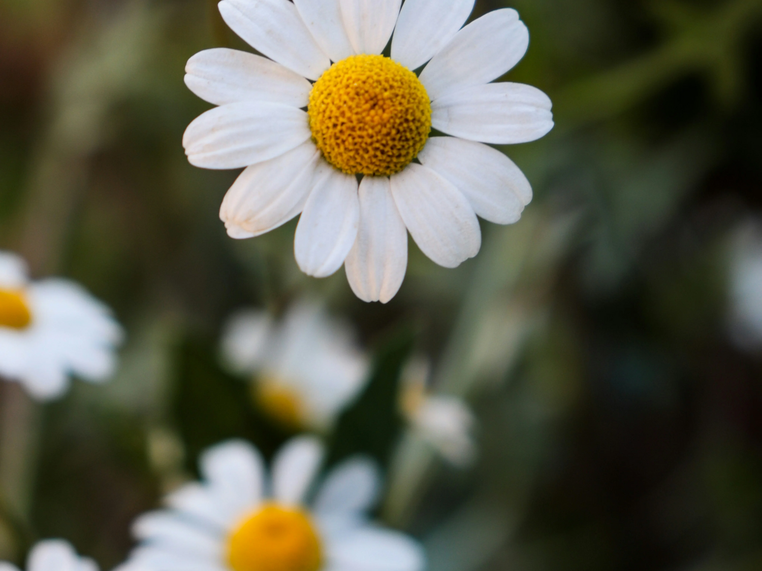 Chamomile skincare
