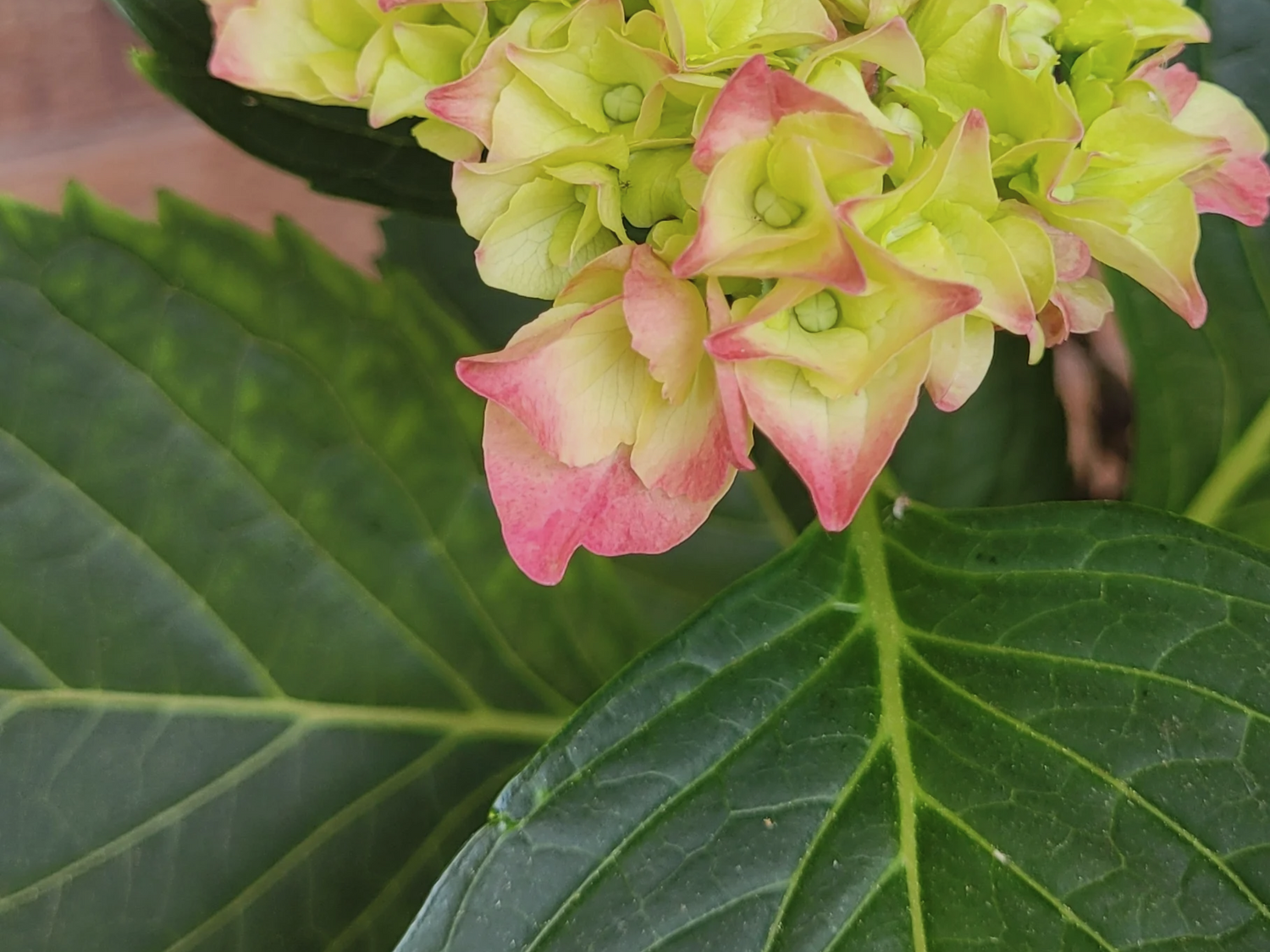 hydrangea garden skincare